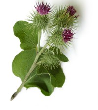 burdock